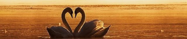 cropped-green-swans.jpg