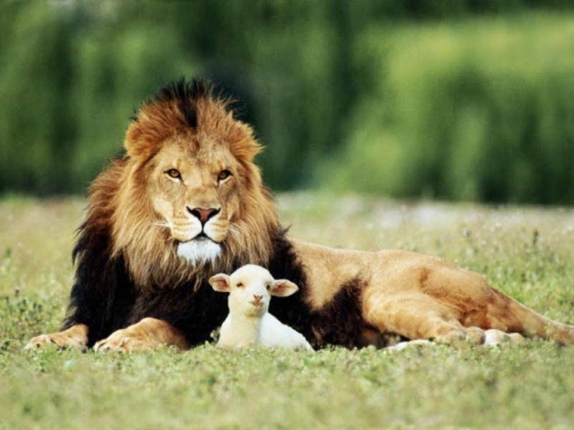 And_the_Lion_shall_lie_down_with_the_Lamb.jpg